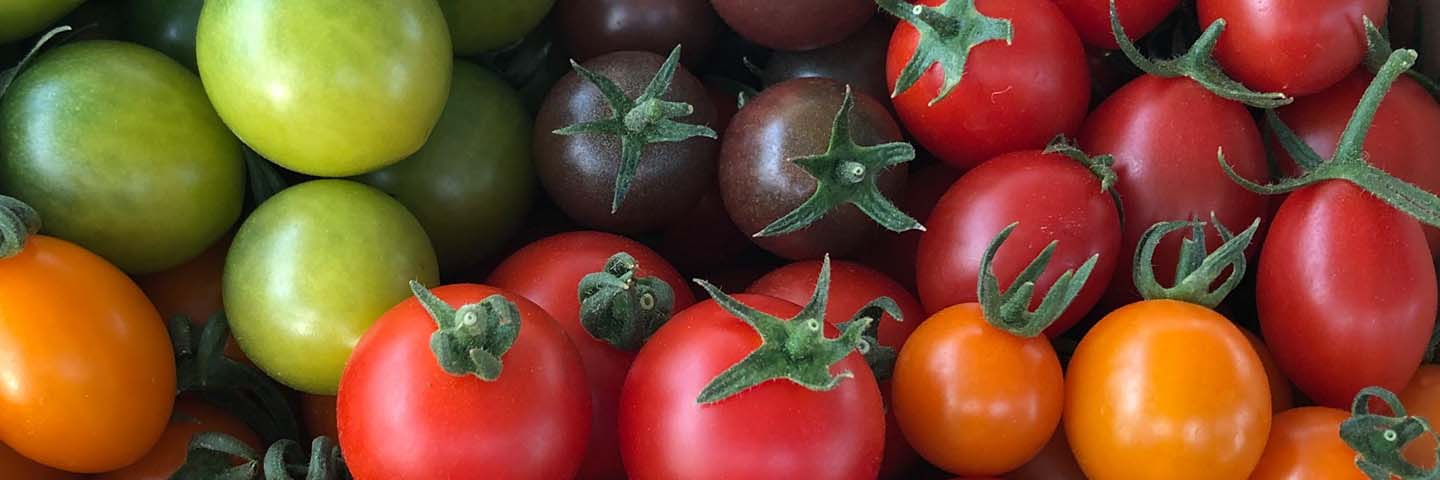 西農園のカラフルトマト
